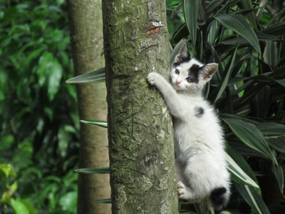 粘在树干上的猫